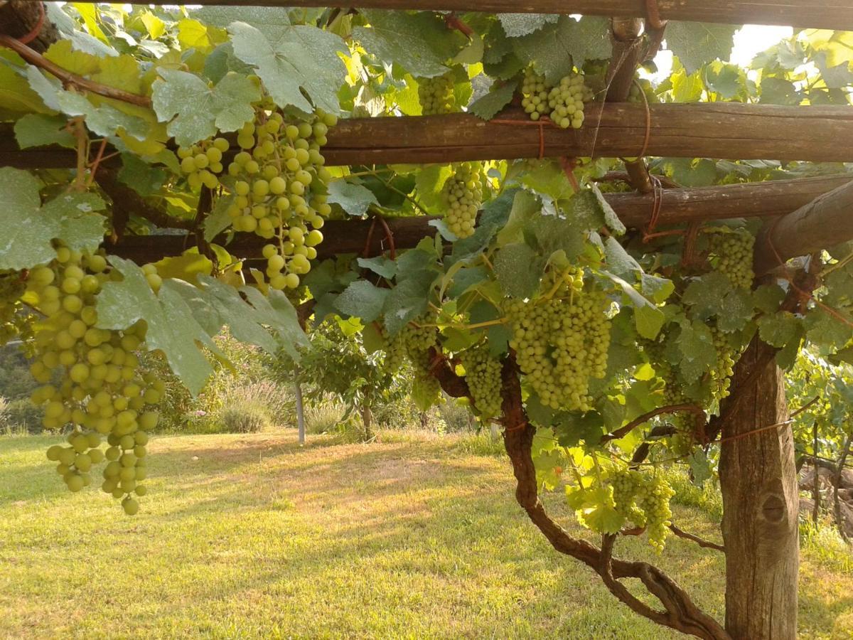 Agriturismo Il Giglio E La Rosa Villa Montale  Bagian luar foto